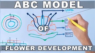 ABC Model of Flower Development [upl. by Esilehc]