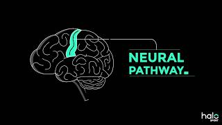 The Neuroscience of Learning [upl. by Parrish]