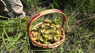 Picking and Processing Wild Hazelnuts with Never a Goose Chase [upl. by Estevan]