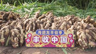 Ginger Harvest In Laizhou China  From Qingdao Haidelong [upl. by Jocko339]