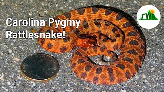 How Dangerous Is The Pygmy Rattlesnake [upl. by Stephanus]