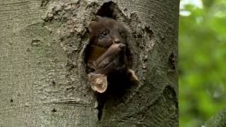 Restoring the Pine Marten to England and Wales [upl. by Orelee]