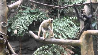 White Cheeked Gibbon Sound at Minnesota Zoo [upl. by Nevin]