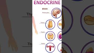 INTRODUCTION TO ENDOCRINE SYSTEM [upl. by Jackie]