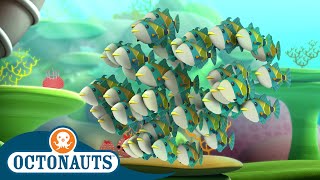 Octonauts  Humuhumus amp The Electric Torpedo Rays  Cartoons for Kids  Underwater Sea Education [upl. by Yenots]