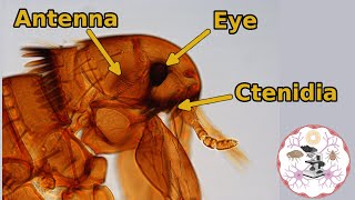 Microscopic Flea Anatomy [upl. by Yoshiko]