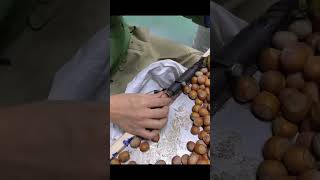 The Process of Opening Hazelnuts [upl. by Hamirak579]