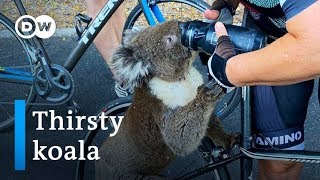 Thirsty koala approaches cyclists for a drink of water  DW News [upl. by Neelyaj65]