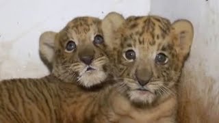 Two liger cubs born in Chinese zoo [upl. by Dermott]