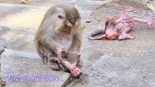 Oh Nooo Mother Monkey Trying To Torture Extremely Hurt  Newborn Crying Very Horrible 😭😭 [upl. by Nillek]