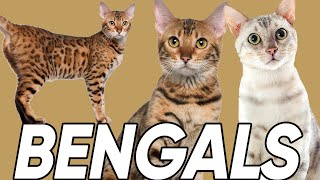 Do You Know These 6 Facts About Bengal Cats [upl. by Glennis61]