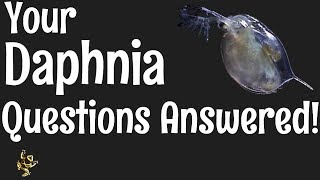 Daphnia Questions Answered [upl. by Rufena]