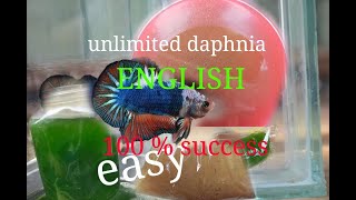 daphnia moina culture Easy way Unlimited production English  with sub Green water Chlorella [upl. by Fonseca]