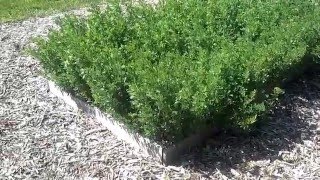 Growing Alfalfa for the Backyard Grower [upl. by Newsom]