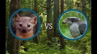 Marten vs Goshawk [upl. by Sabina671]