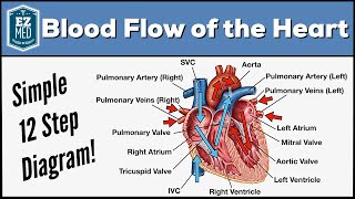 Blood Flow Through the Heart Made Easy  Cardiac Circulation Animation [upl. by Htebasile]