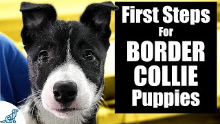 Border Collie Puppy Training  10 Skills To TEACH FIRST [upl. by Attelahs722]