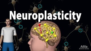 Neuroplasticity Animation [upl. by Leidag]