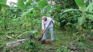 FEDECACAO ESTABLECIMIENTO DEL CULTIVO DE CACAO [upl. by Virgel518]