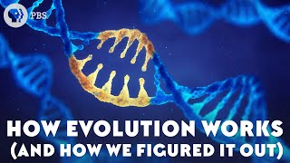 How Evolution Works And How We Figured It Out [upl. by Llenyaj691]