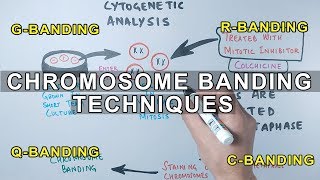 Chromosome Banding Techniques [upl. by Lorenzo]