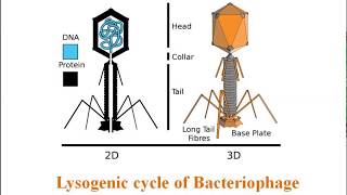 Lysogenic cycle of Bacteriophage [upl. by Ecylahs]