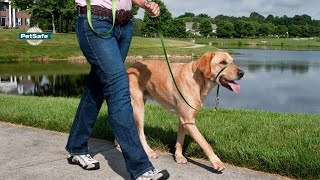 How To Use A Gentle Leader Head Collar  Professional Dog Training Tips [upl. by Retsel]