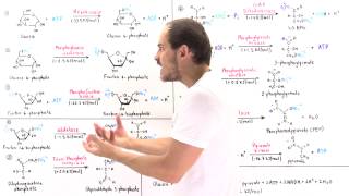 Overview of Glycolysis [upl. by Ettenaj]