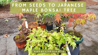 From Seeds to Japanese Maple Bonsai tree  STEP BY STEP in 6 mins [upl. by Marketa]