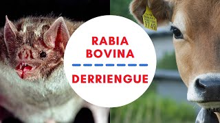 RABIA PARALÍTICA BOVINA 🦇 CÓMO PREVENIR EL DERRIENGUE 🦇 [upl. by Miarfe]