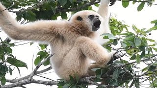 White Handed Gibbon Call [upl. by Nefets]