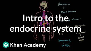 Intro to the endocrine system  Health amp Medicine  Khan Academy [upl. by Zerla]