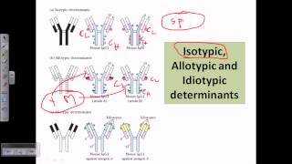 Isotype allotype and idiotype [upl. by Assetak685]