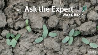 Ask The Alfalfa Expert  Spring Seeding Alfalfa 11619 [upl. by Yanaj]