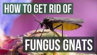 How to Get Rid of Fungus Gnats 4 Simple Steps [upl. by Montgomery662]