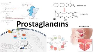 Prostaglandins  Biosynthesisfunction and regulation [upl. by Emili]