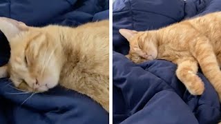 Heavy Sleeping Cat Scares Its Owner [upl. by Nedak]