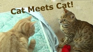 Bengal Kitten Introduction to adult cats  Part2 [upl. by Chiou841]