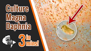 How to culture DAPHNIA MAGNA  The easy way [upl. by Broddie153]