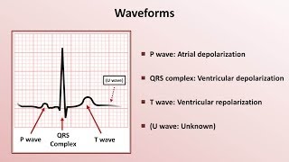 Intro to EKG Interpretation  Waveforms Segments and Intervals [upl. by Jacklyn320]