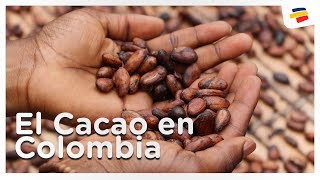 El Cacao en Colombia  Agroindustria  Bancolombia [upl. by Coniah]