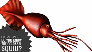 The colossal squid  Description and Facts [upl. by Ninon]