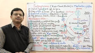 Diabetes Mellitus Part10 Mechanism of Action of Sulfonylurease  Antidiabetic Drugs  Diabetes [upl. by Nileak870]