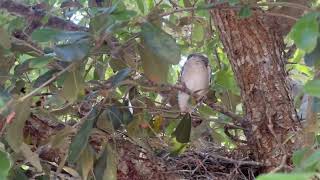 Loggerhead Shrike Nest [upl. by Drolet]