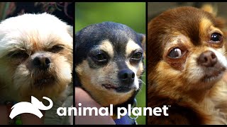 4 adopciones de perros con necesidades especiales  Amanda al rescate  Animal Planet [upl. by Tnek]