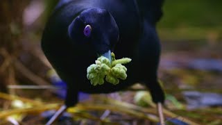 Sneaky JewelThief Birds  Spy In The Wild  BBC Earth [upl. by Asquith510]