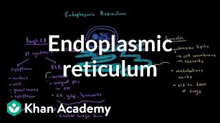 Endoplasmic reticulum and golgi apparatus  Cells  MCAT  Khan Academy [upl. by Nilhtac842]