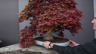 Maple Bonsai inspiration [upl. by Renate14]