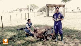 Hipocalcemia em Vacas Leiteiras [upl. by Adnamar]