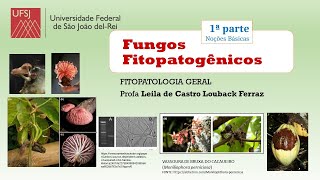 FUNGOS Noções básicas 1a parte FITOPATOLOGIA UFSJ [upl. by Ozan]